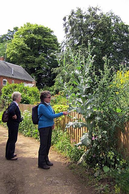 6. Julie & Jill admire some very large thistles.JPG -                                